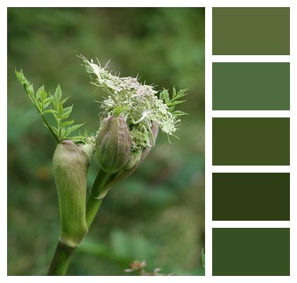 Garden Angelica Plant Flowers Image